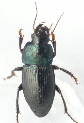 Réf. 203 119 : Harpalus dimidiatus